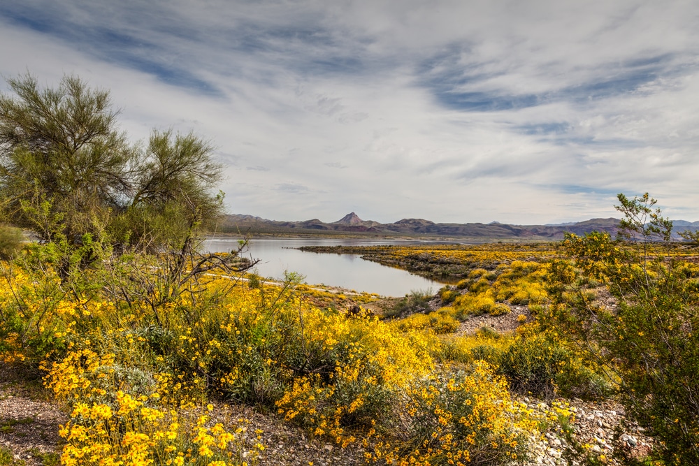 This,Image,Was,Captured,At,Alamo,Lake,State,Park,In