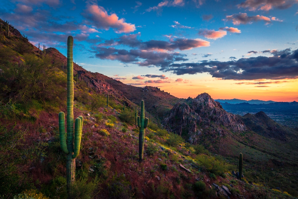 Saguaro,Cactus,On,Desert,Mountain,Landscape,During,Sunset