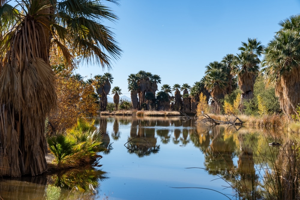 Agua,Caliente,Regional,Park,With,Fall,Colors,Tucson,Arizona