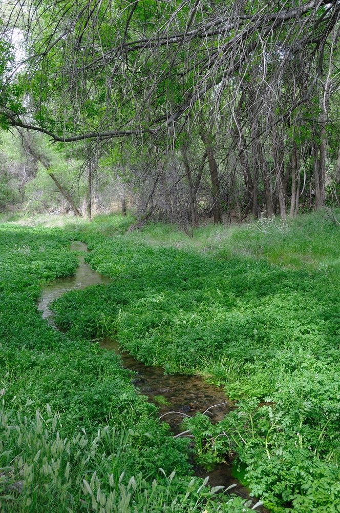 Sonoita-patagonia,Creek,Nature,Conservancy,In,Arizona