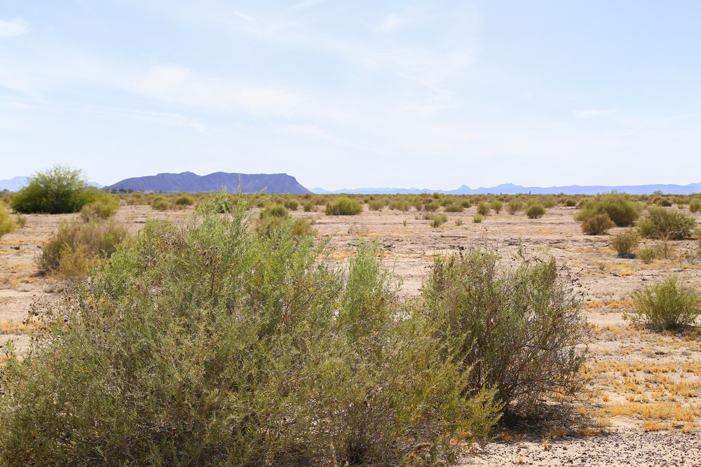 Shrubs,Growing,On,Arid,Ground,In,The,Sonoran,Desert,,Arizona,