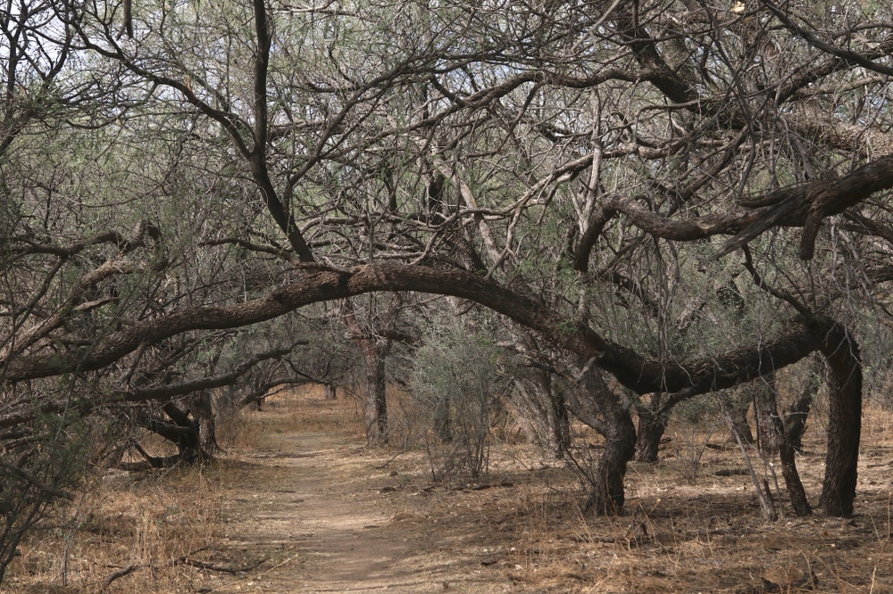 Arivaca,Creek,Trail,,Buenos,Aires,National,Wildlife,Refuge,,Arivaca,,Arizona