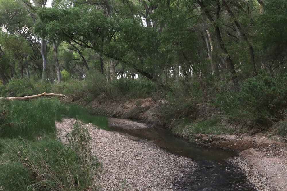 San,Pedro,River,,San,Pedro,Riparian,National,Conservation,Area,,Sierra