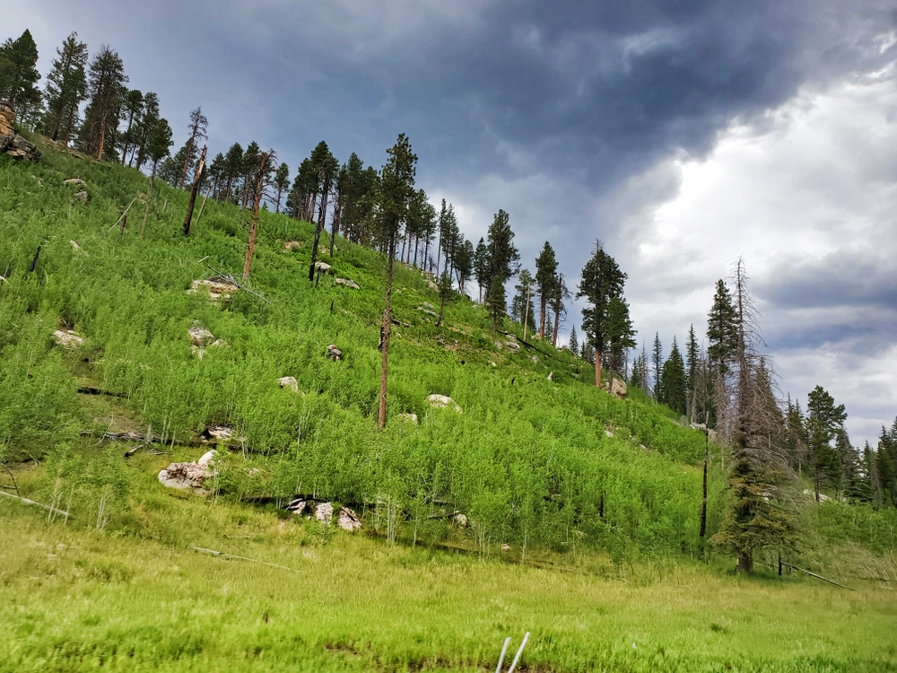 North,Rim,Kaibab,Grand,Canyon,National,Park,Arizona,Usa