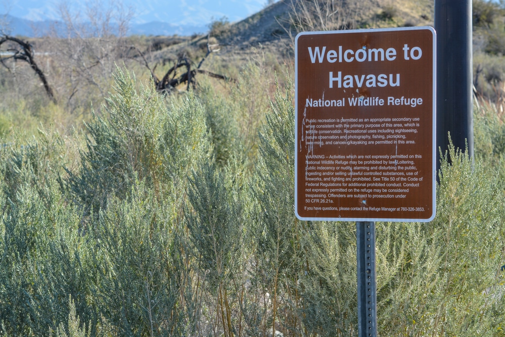 Havasu,National,Wildlife,Refuge,At,Lake,Havasu,,Lower,Colorado,River,