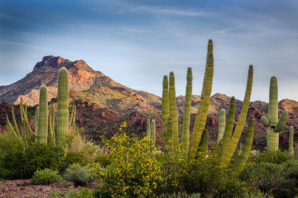 The,Morning,Dawns,Over,The,Sonoran,Desert,Of,Organ,Pipe
