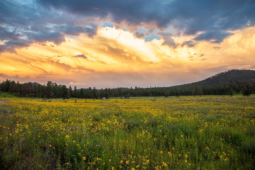 Sunset,Crater,,Volcano,,National,Monument,,Flagstaff,,Wildflowers,,Sunset,,Beauty,,Nature,