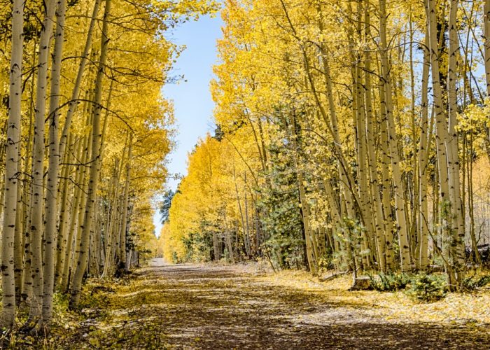 Fall,On,The,North,Kaibab,National,Forest,Brings,Glowing,Golden
