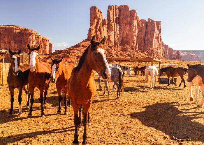 Horses,,Monument,Valley,Navajo,Tribal,Park
