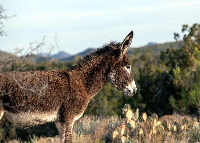 Wild,Burro,Stands,Alert,In,Desert,Habitat,With,Brown,Fur