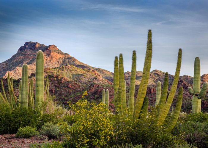The,Morning,Dawns,Over,The,Sonoran,Desert,Of,Organ,Pipe