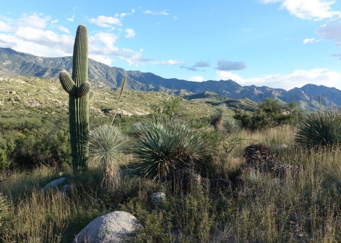 50-year,Trail,In,The,Coronado,National,Forest