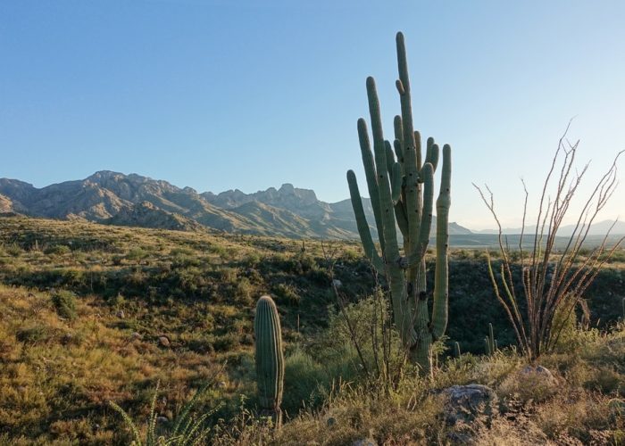 Golden,Hour,In,The,Coronado,National,Forest